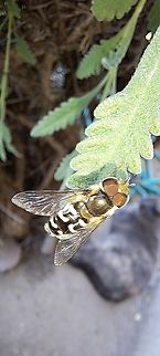 White-bowed smoothwing  Geotagged,Male,Scaeva affinis,Spring,Syrphidae,United States,White-bowed smoothwing,hoverfly