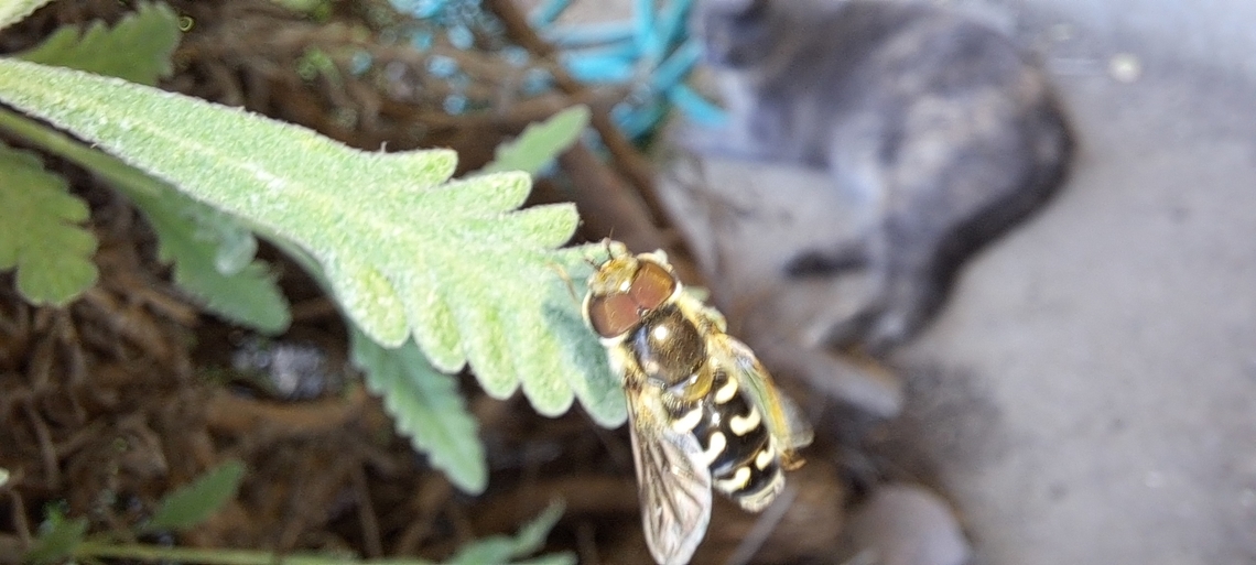 Scaeva pyrastri An invasive species? Diptera,Geotagged,Male,Scaeva,Scaeva affinis,Spring,Syrphidae,United States,white-bowed smoothwing