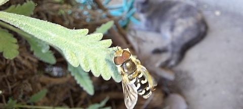 Scaeva pyrastri An invasive species? Diptera,Geotagged,Male,Scaeva,Scaeva affinis,Spring,Syrphidae,United States,white-bowed smoothwing
