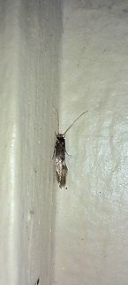 Fuzzy moth 2cm Geotagged,Lepidoptera,Spring,United States,moth