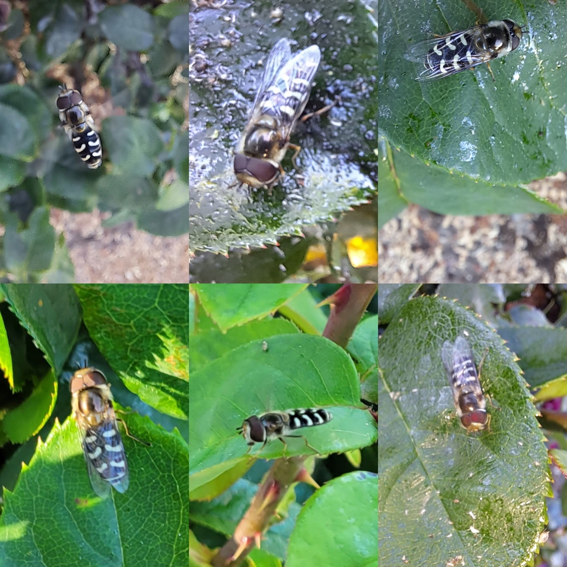 More male hoverflies Unless they is invasive speciesor a lookalike, they're all over one rose bush containing lady beetle nymphs, pupa,and aphids. Geotagged,Male,Scaeva,Scaeva affinis,Syrphidae,United States,White-bowed smoothwing,affinis,hoverfly