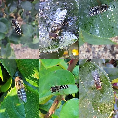 More male hoverflies Unless they is invasive speciesor a lookalike, they're all over one rose bush containing lady beetle nymphs, pupa,and aphids. Geotagged,Male,Scaeva,Scaeva affinis,Syrphidae,United States,White-bowed smoothwing,affinis,hoverfly