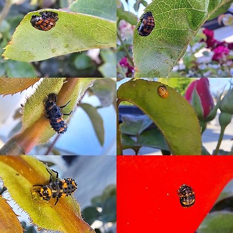 seven-spotted ladybug in various stages in life Aphid issues. 7-spot Ladybird,Coccinella,Coccinella septempunctata,Coccinellidae,Coleoptera,Geotagged,Pupae,Seven-spotted Lady Beetle,United States,larvae,pupa,seven-spot ladybird,spring