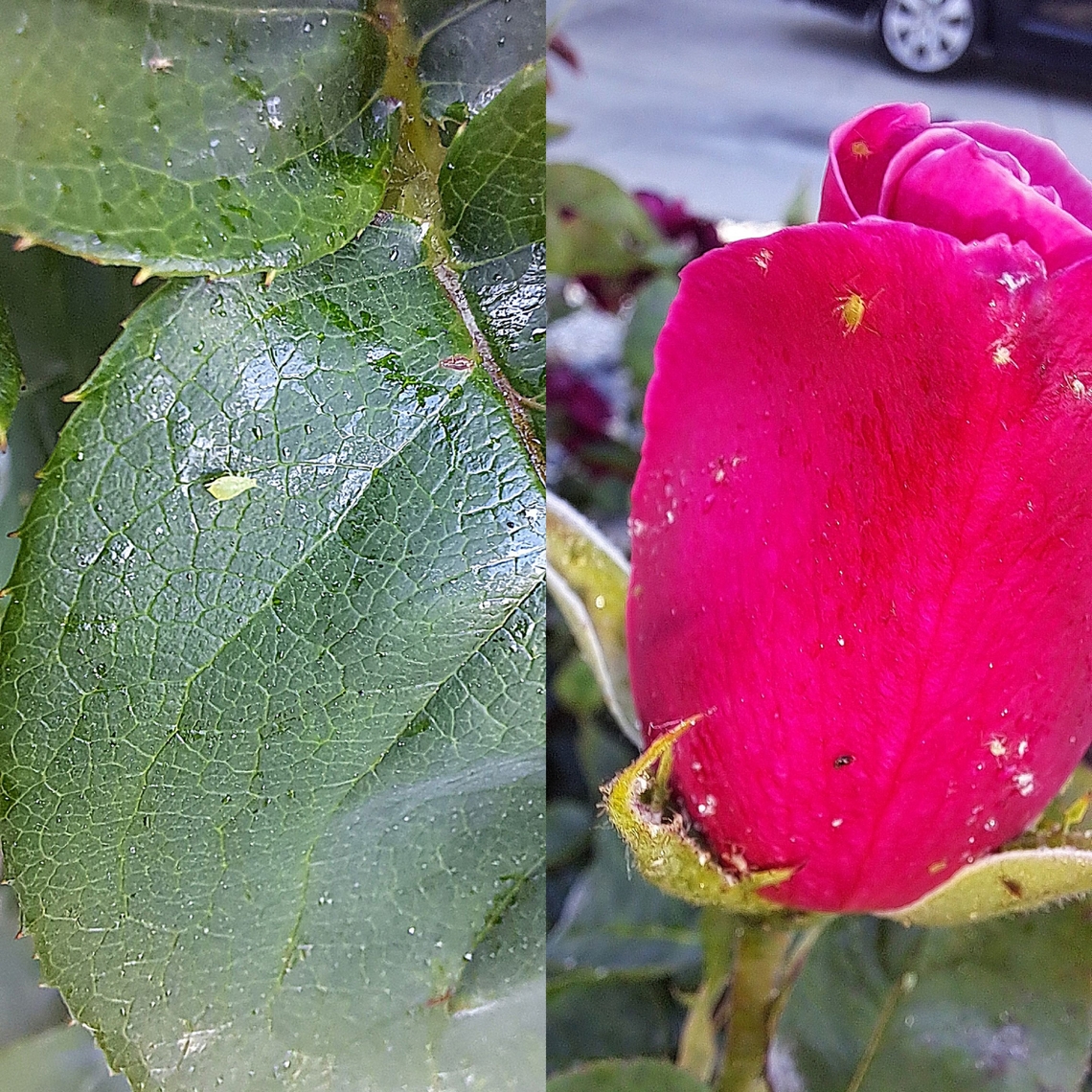 Aphids  Aphididae,Geotagged,Hemiptera,Macrosiphum,Macrosiphum rosae,Rose aphid,United States,aphid