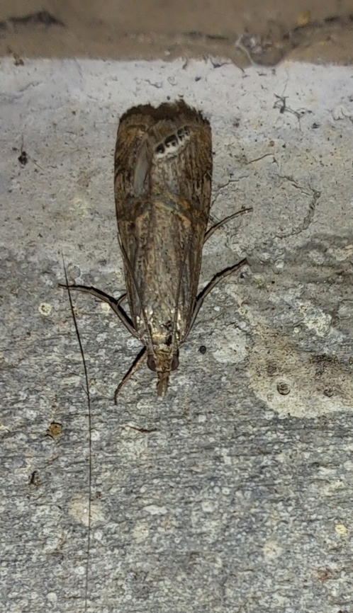 Rush Veneer Grass Moth  Crambidae,Geotagged,Lepidoptera,Nomophila,Nomophila noctuella,Rush Veneer Grass Moth,Rush veneer,Spring,United States,cambrid stout moth
