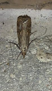 Rush Veneer Grass Moth  Crambidae,Geotagged,Lepidoptera,Nomophila,Nomophila noctuella,Rush Veneer Grass Moth,Rush veneer,Spring,United States,cambrid stout moth