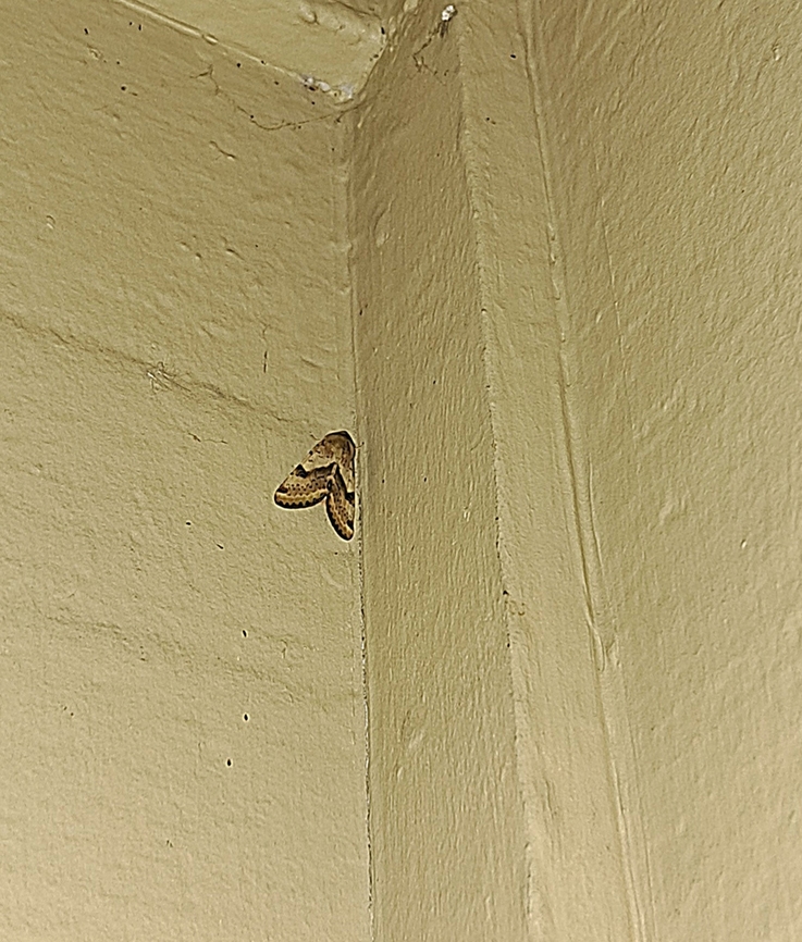 Owlet moth  Caenurgina,Caenurgina erechtea,Forage Looper,Geotagged,Lepidoptera,Noctuidae,Owlet moth,Spring,United States,forage looper