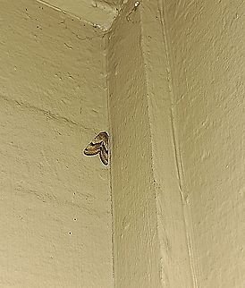 Owlet moth  Caenurgina,Caenurgina erechtea,Forage Looper,Geotagged,Lepidoptera,Noctuidae,Owlet moth,Spring,United States,forage looper