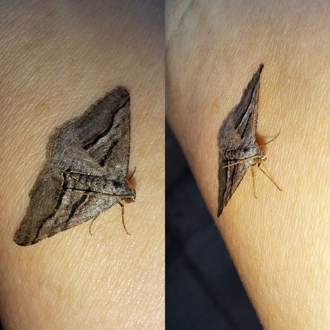curve-lined angle moth I cleaned out my light outside.  Found so many moth species.  Digrammia continuata,Geometridae,Geotagged,Lepidoptera,United States,curve-lined angle moth