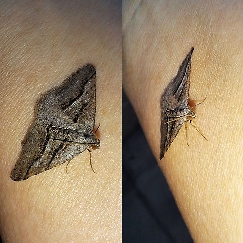 curve-lined angle moth I cleaned out my light outside.  Found so many moth species.  Digrammia continuata,Geometridae,Geotagged,Lepidoptera,United States,curve-lined angle moth
