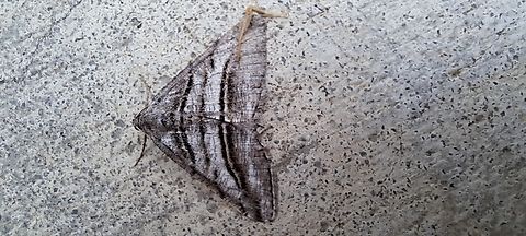 Type of Geometridae moth Looks similar to the curved-line angle moth but has double banded lines. Digrammia,Digrammia atrofasciata,Geometridae,Geotagged,Lepidoptera,Macariini,Moth,Spring,United States