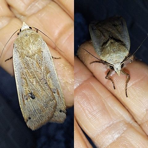 Large yellow underwing moth It looks more like a New Zealand moth Northern army worm Geotagged,Large yellow underwing,Lepidoptera,Noctua,Noctua pronuba,Owlet moth,United States,large yellow underwing moth,moth