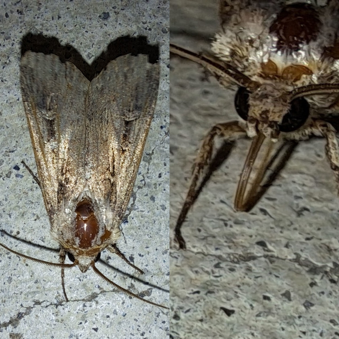 Moth 2" over 30mm They were in the front light of the garage.  There isn&#039;t a top to it so bugs and dirt got caught in there. Geotagged,Lepidoptera,Owlet moth,United States,moth