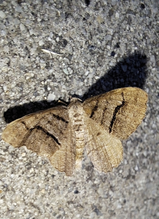 brown-lined looper  Geometer moth,Geometridae,Geotagged,Lepidoptera,Moth,Neoalcis,Neoalcis californiaria,Spring,United States,brown-lined looper