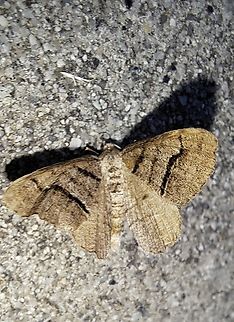 brown-lined looper  Geometer moth,Geometridae,Geotagged,Lepidoptera,Moth,Neoalcis,Neoalcis californiaria,Spring,United States,brown-lined looper