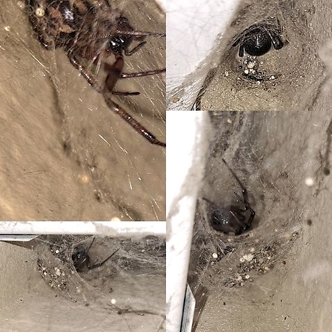 Female noble false widow Hiding out under the mailbox.  Araneae,Geotagged,Noble False Widow,Steatoda,Steatoda nobilis,Theridiidae,United States,female