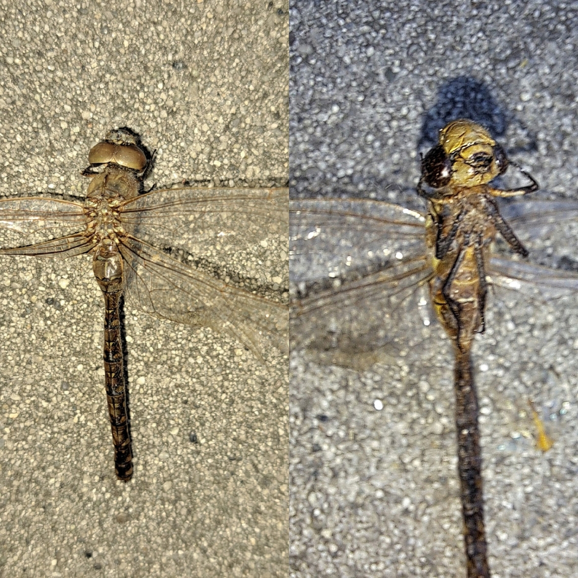 Dragonfly Found perified in the light fixtures, along with various moths. Not sure if it can change color with prolonged exposure to a light bulb. Probably been there for a long time. Aeshna,Dragonfly,Female,Geotagged,Odonata,United States,aeshnidae