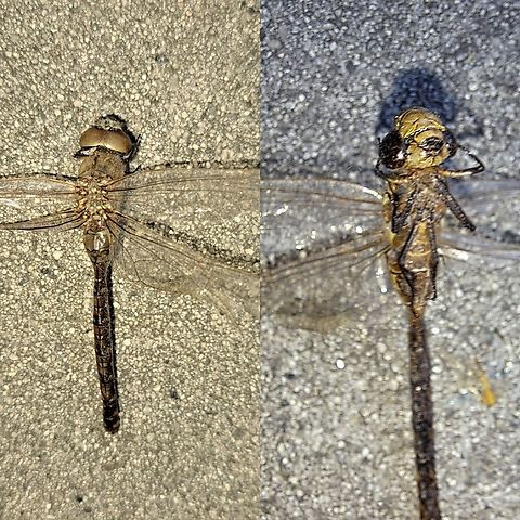 Dragonfly Found perified in the light fixtures, along with various moths. Not sure if it can change color with prolonged exposure to a light bulb. Probably been there for a long time. Aeshna,Dragonfly,Female,Geotagged,Odonata,United States,aeshnidae