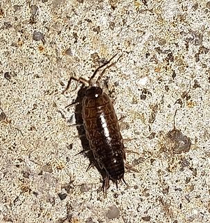 Common striped woodlouse  Arthropoda,Common Striped Woodlouse,Geotagged,Isopoda,Malacostraca,Philoscia muscorum,Philosciidae,Spring,United States