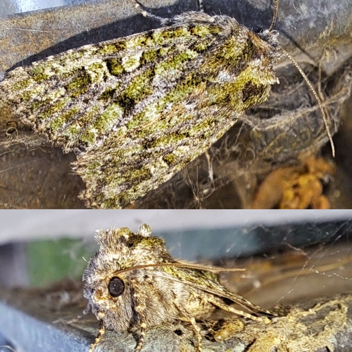 Viridiseptis marina Been getting an insect zoo on my outdoor light.<br />
&quot;Revision of the genus Aseptis McDunnough (Lepidoptera, Noctuidae, Noctuinae, Xylenini) with a description of two new genera, Paraseptis and Viridiseptis&quot;Mustelin, Tomas &amp; Crabo, Lars G. (2015) from Wikipedia.  Noctuidae,Noctuoidea,Owlet moth,Viridiseptis,Viridiseptis marina,Xylenina,Xylenini,dart moths