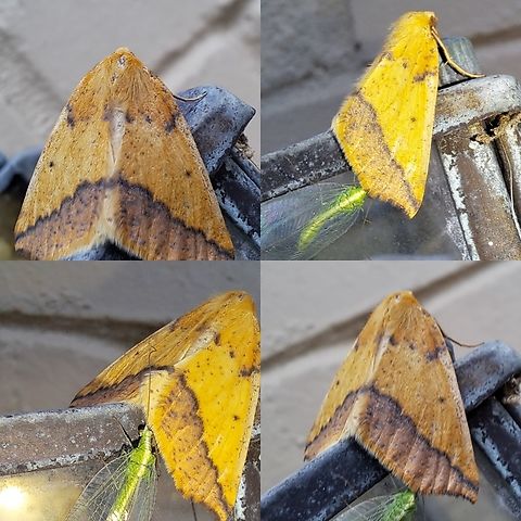 Neoterpes edwardsata Photo bombed by a lacewing Ennominae,Geometridae,Geometroidea,Geotagged,Lepidoptera,Neoterpes,Neoterpes edwardsata,Ourapterygini,United States,common green lacewing