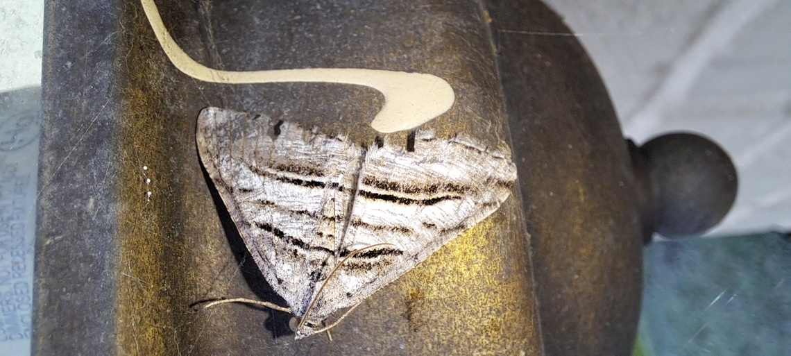 Digrammia atrofasciata  Digrammia,Digrammia atrofasciata,Geometridae,Geotagged,Lepidoptera,Macariini,Spring,United States