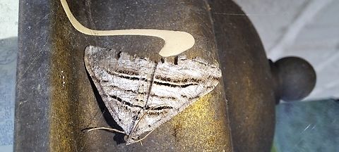 Digrammia atrofasciata  Digrammia,Digrammia atrofasciata,Geometridae,Geotagged,Lepidoptera,Macariini,Spring,United States