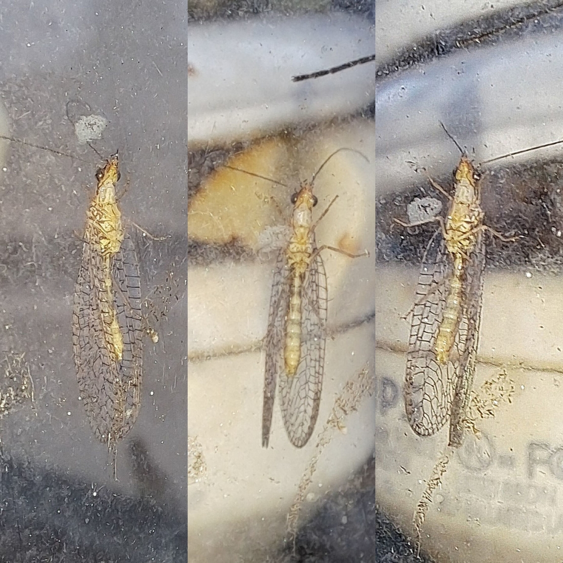 Brown lacewing Looks a little yellow. Geotagged,Hemerobiidae,Micromus posticus,Net-winged insect,Neuroptera,United States,brown lacewing,micromus posticus