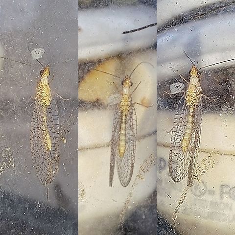 Brown lacewing Looks a little yellow. Geotagged,Hemerobiidae,Micromus posticus,Net-winged insect,Neuroptera,United States,brown lacewing,micromus posticus