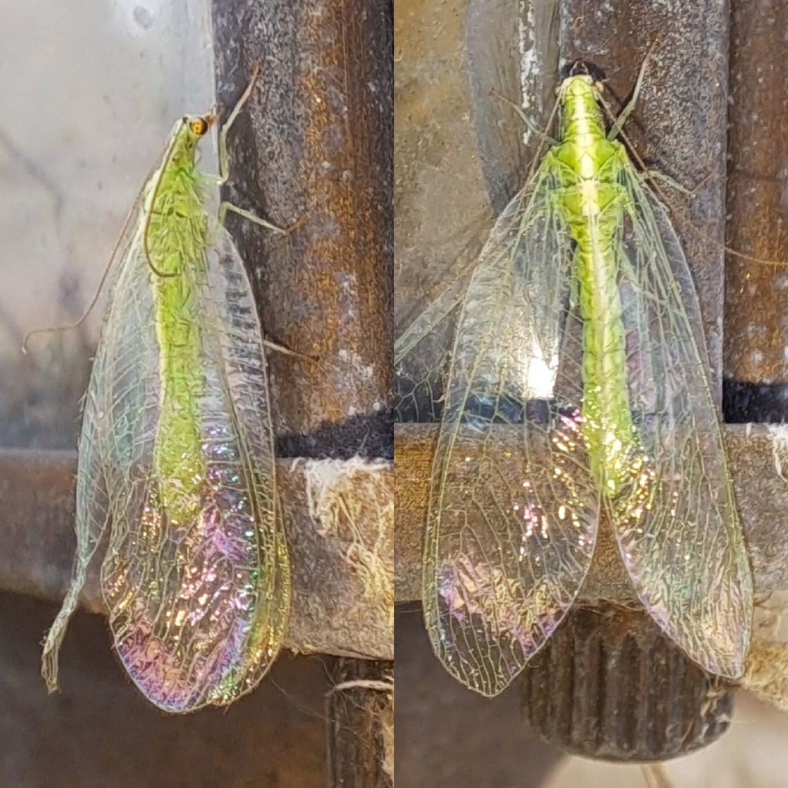 Chrysoperla carnea,  Chrysoperla,Chrysoperla carnea,Chrysopidae,Common green lacewing,Geotagged,Neuroptera,United States,common green lacewing