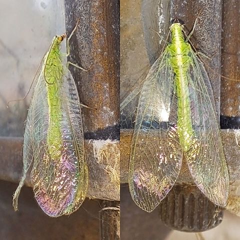 Chrysoperla carnea,  Chrysoperla,Chrysoperla carnea,Chrysopidae,Common green lacewing,Geotagged,Neuroptera,United States,common green lacewing