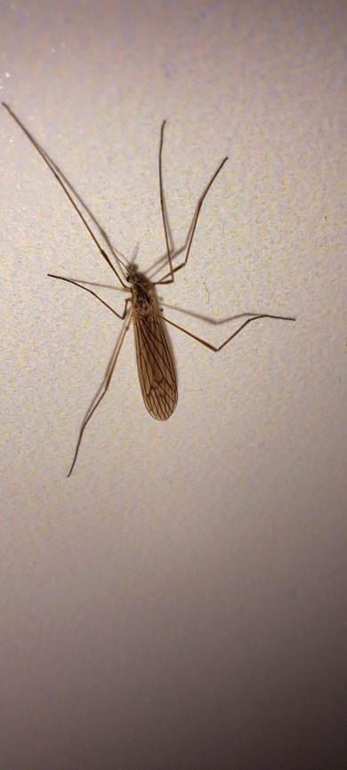 Brown crane fly  Diptera,Geotagged,Limoniid Crane Fly,Limoniinae,Spring,Tipulidae,United States