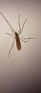 Brown crane fly  Diptera,Geotagged,Limoniid Crane Fly,Limoniinae,Spring,Tipulidae,United States