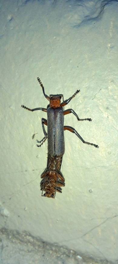Pacificanthia consors molting with flash Photo bombed with a cotton springtail  Beetles,Cantharidae,Coleoptera,Collembola,Cotton springtail,Entognatha,Entomobrya,Entomobrya unostrigata,Entomobryidae,Geotagged,Pacificanthia,Pacificanthia consors,Pacificanthia consors,Spring,United States,hexapod,molting