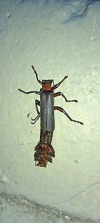 Pacificanthia consors molting with flash Photo bombed with a cotton springtail  Beetles,Cantharidae,Coleoptera,Collembola,Cotton springtail,Entognatha,Entomobrya,Entomobrya unostrigata,Entomobryidae,Geotagged,Pacificanthia,Pacificanthia consors,Pacificanthia consors,Spring,United States,hexapod,molting