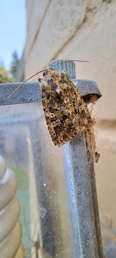 Viridiseptis marina Different angle. You can&#039;t see much green yet because it was cloudy a little. Geotagged,Noctuidae,Noctuoidea,Owlet moth,Spring,United States,Viridiseptis,Viridiseptis marina,Xylenina,Xylenini