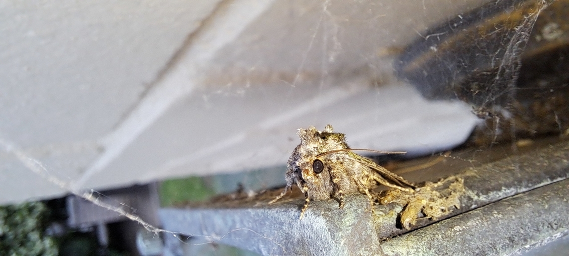 Viridiseptis marina  Geotagged,Noctuidae,Noctuoidea,Owlet moth,Spring,United States,Viridiseptis,Viridiseptis marina,Xylenina,Xylenini