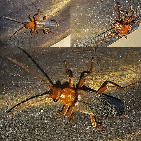 Pacificanthia consors Still hanging around the light. Brown Leather Wing Beetle,Coleoptera,Geotagged,Pacificanthia,Pacificanthia consors,Pacificanthia consors,Soldier Beetle,Spring,United States