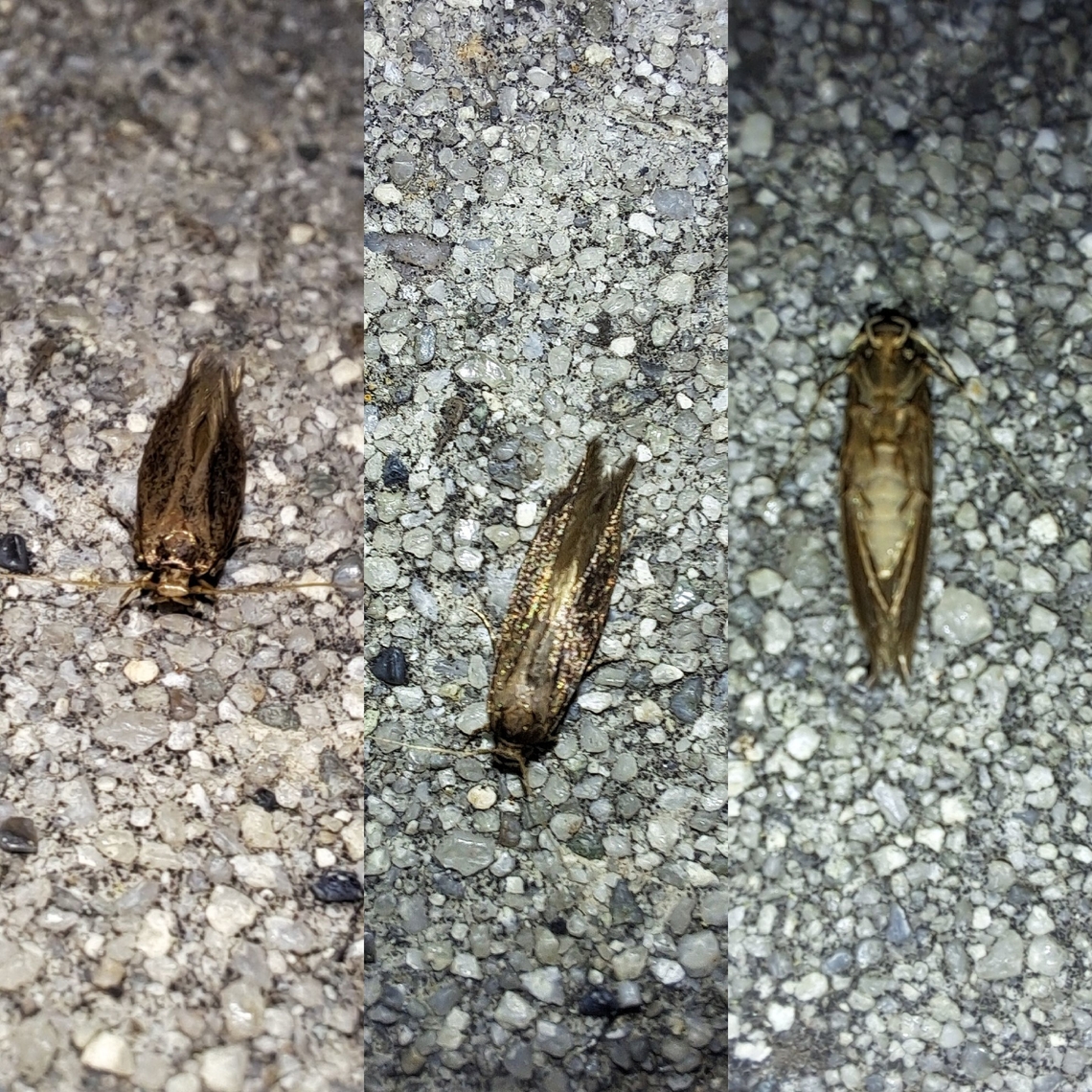 brown-blotched amydria  Acrolophidae,Amydria,Amydria effrentella,Geotagged,Lepidoptera,Moth,United States,brown-blotched amydria