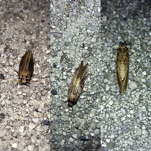 brown-blotched amydria  Acrolophidae,Amydria,Amydria effrentella,Geotagged,Lepidoptera,Moth,United States,brown-blotched amydria