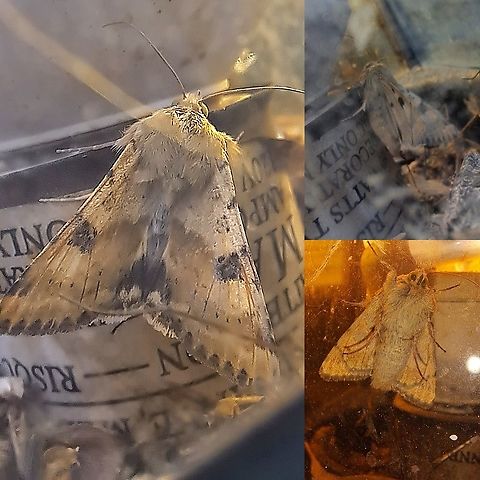 Type of owlet moth Faded edition.  Geotagged,Heliothis phloxiphag,Heliothis phloxiphaga,Lepidoptera,Moth,Spotted buff gem moth,United States,owlet moth