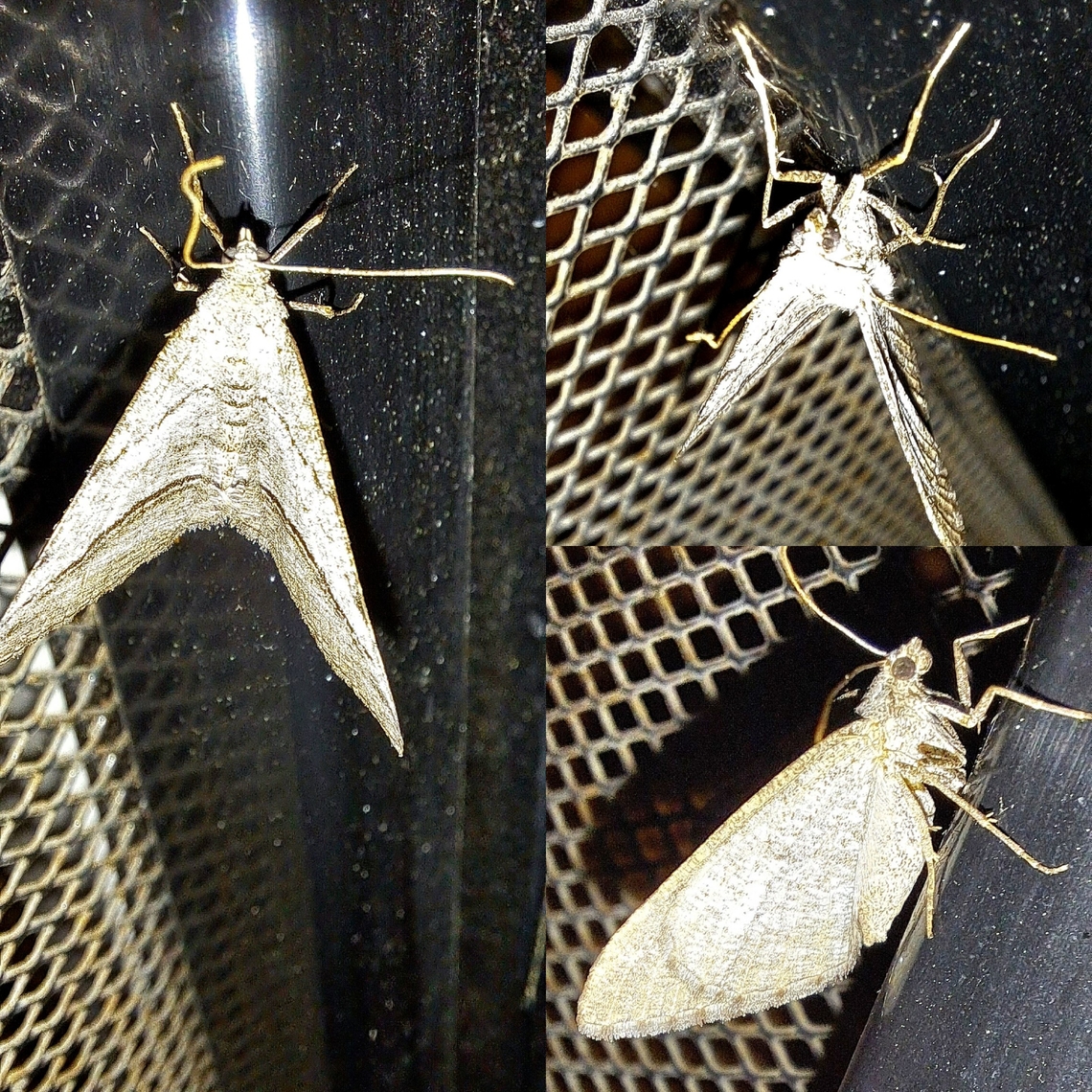 Digrammia atrofasciata Flash kind of washed it out a little.  But you get a nice side view. Digrammia,Digrammia atrofasciata,Geometridae,Geotagged,Lepidoptera,Macariini,Moth,United States