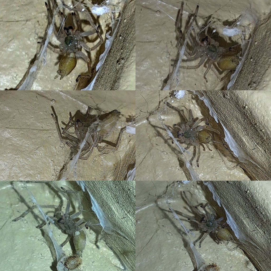 American yellow black-footed sac spider He&#039;s taking residency in the corner.  Pillbug was there beforehand.  Not sure if he returned to the corner and that&#039;s his food. He was building webs. Araneae,Black-footed yellow sac spider,Cheiracanthium inclusum,Eutichuridae,Geotagged,United States,black-footed yellow sac spider,male,pillbug