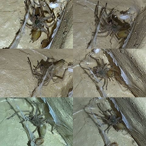 American yellow black-footed sac spider He's taking residency in the corner.  Pillbug was there beforehand.  Not sure if he returned to the corner and that's his food. He was building webs. Araneae,Black-footed yellow sac spider,Cheiracanthium inclusum,Eutichuridae,Geotagged,United States,black-footed yellow sac spider,male,pillbug