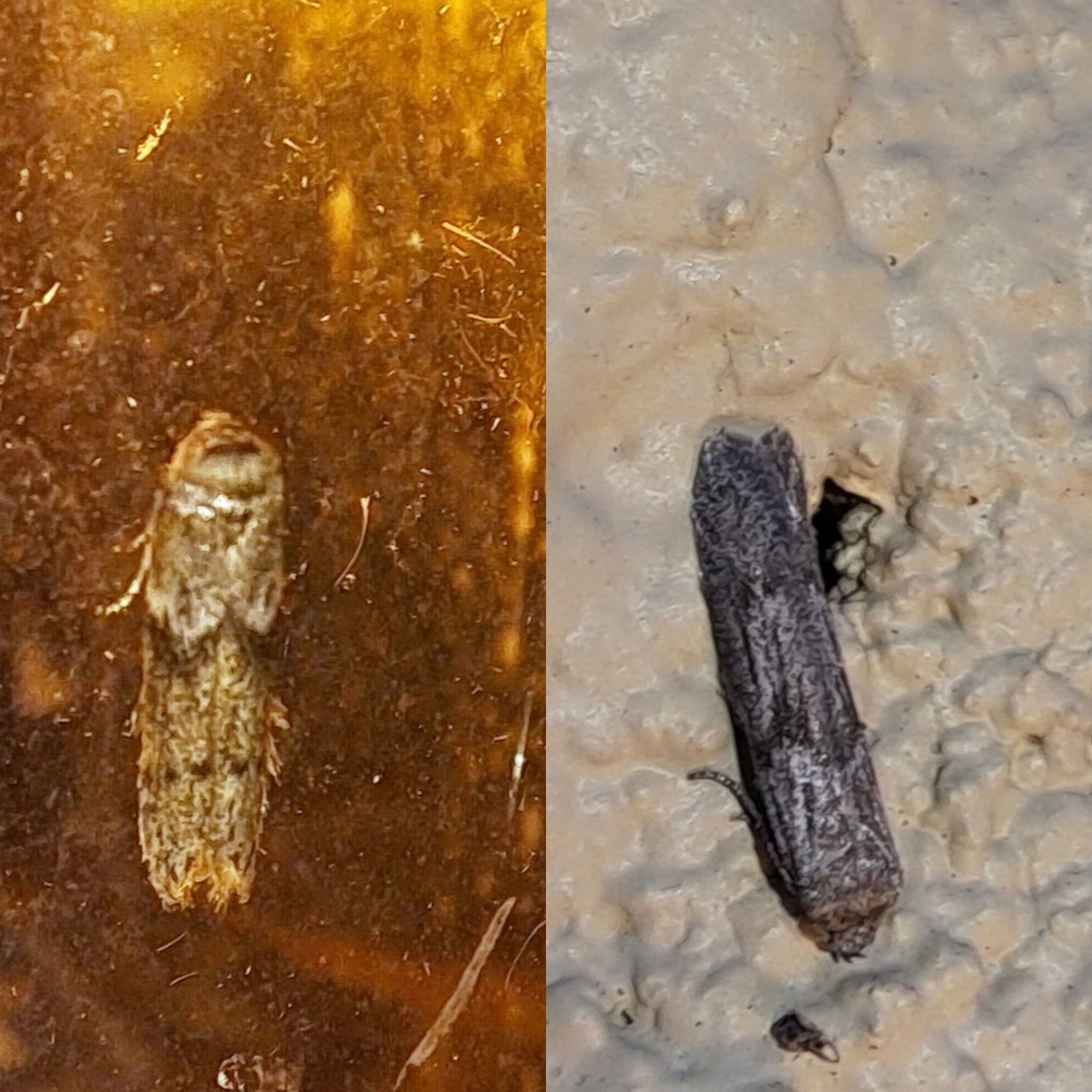 dusky raisin moth  Ephestiodes,Ephestiodes gilvescentella,Lepidoptera,Pyralidae,dusky raisin moth