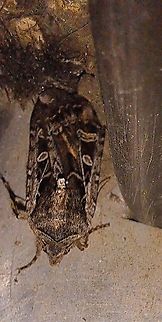 army cutworm Looks like a bat. Animalia,Army cutworm,Arthropoda,Euxoa,Euxoa auxiliaris,Geotagged,Insecta,Lepidoptera,Noctuidae,Spring,United States,army cutworm