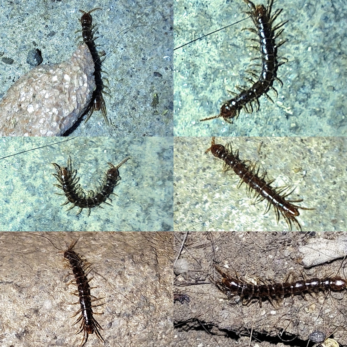 Common garden centipede Was moving around. Cat pointed out to me. Brown centipede,Chilopoda,Geotagged,Lithobiidae,Lithobiomorpha,Lithobius,Lithobius forficatus,United States,common garden centipede,stone centipede