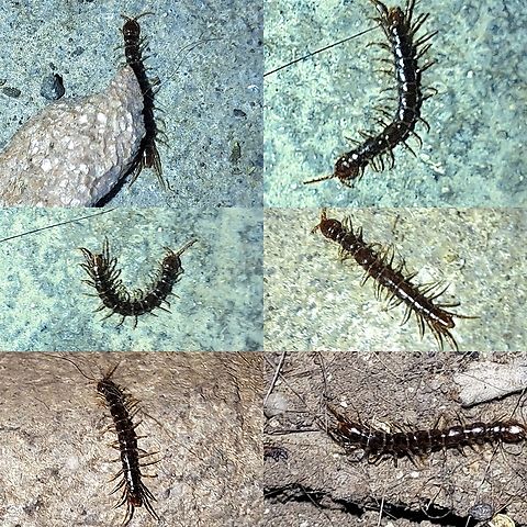 Common garden centipede Was moving around. Cat pointed out to me. Brown centipede,Chilopoda,Geotagged,Lithobiidae,Lithobiomorpha,Lithobius,Lithobius forficatus,United States,common garden centipede,stone centipede