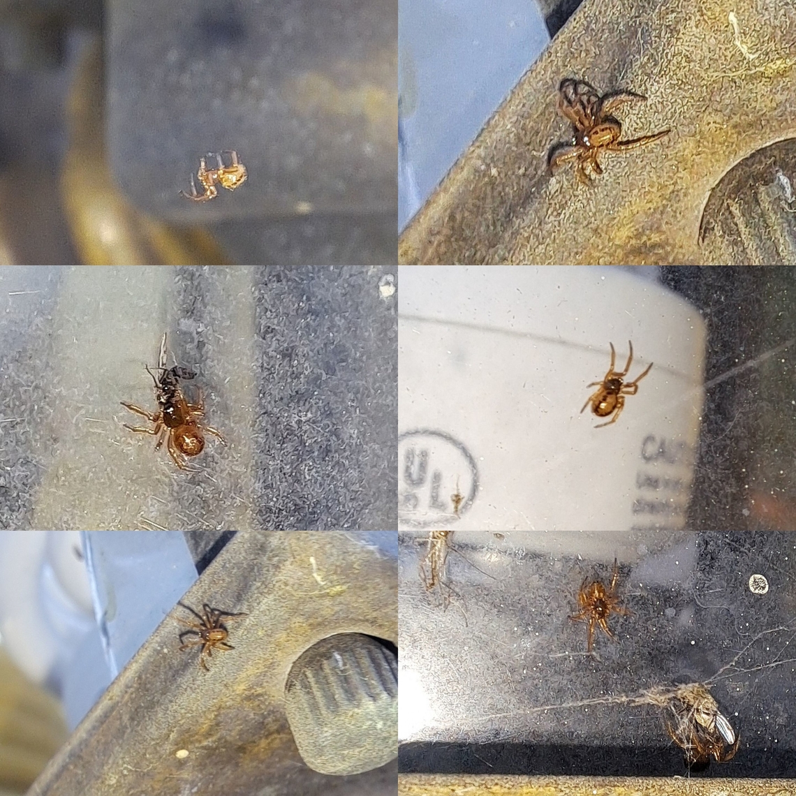 noble false widow Steatoda nobilis nursery The next generation  Arachnida,Araneae,Cobweb spiders,Cobweb weavers,Comb-footed spiders,Geotagged,Noble False Widow,Steatoda nobilis,Tangle web spiders,Tangleweb spiders,Theridiidae,United States,female,male,noble false widow,spring