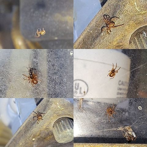 noble false widow Steatoda nobilis nursery The next generation  Arachnida,Araneae,Cobweb spiders,Cobweb weavers,Comb-footed spiders,Geotagged,Noble False Widow,Steatoda nobilis,Tangle web spiders,Tangleweb spiders,Theridiidae,United States,female,male,noble false widow,spring